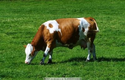 《关于稳定肉牛生产发展的通知》